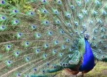 Parque Real de Aves Exóticas